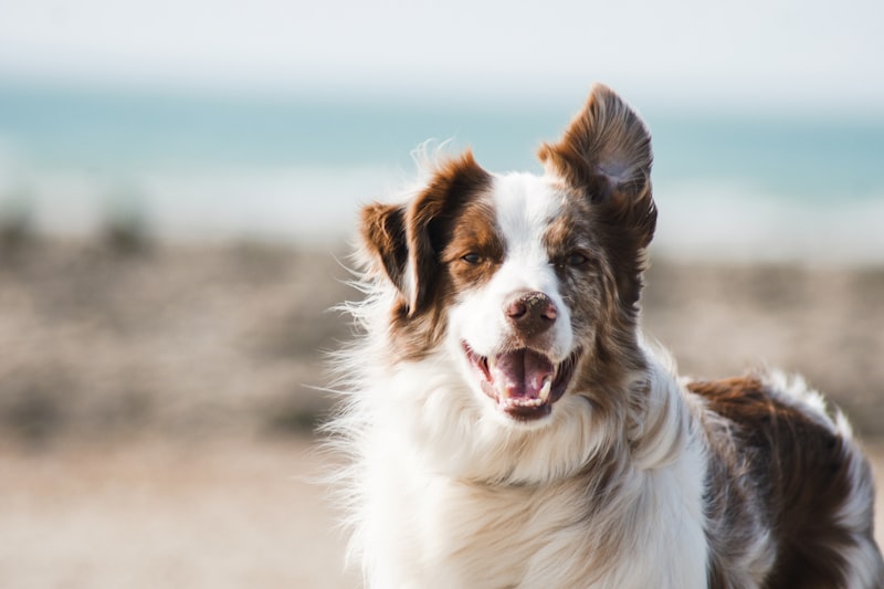 Make & Bake for Pets